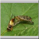 Panorpa cf hybrida - Skorpionsfliege w01.jpg